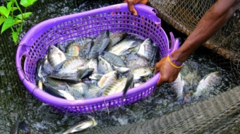 fish-farming
