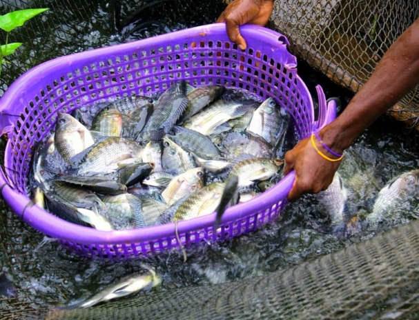 fish-farming