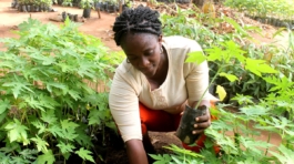 vegetable production