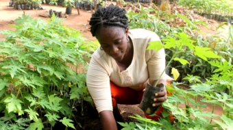 vegetable production