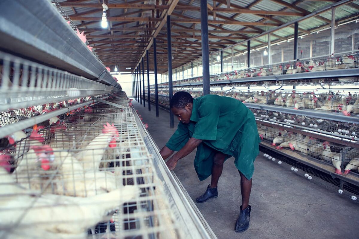 poultry-1200x800